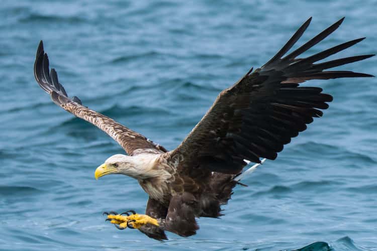 Sea Eagle, harbour of Svolvær, Lofoten