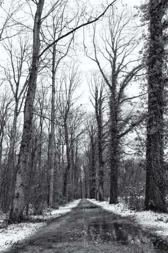 Entrance Buggenhout Bos