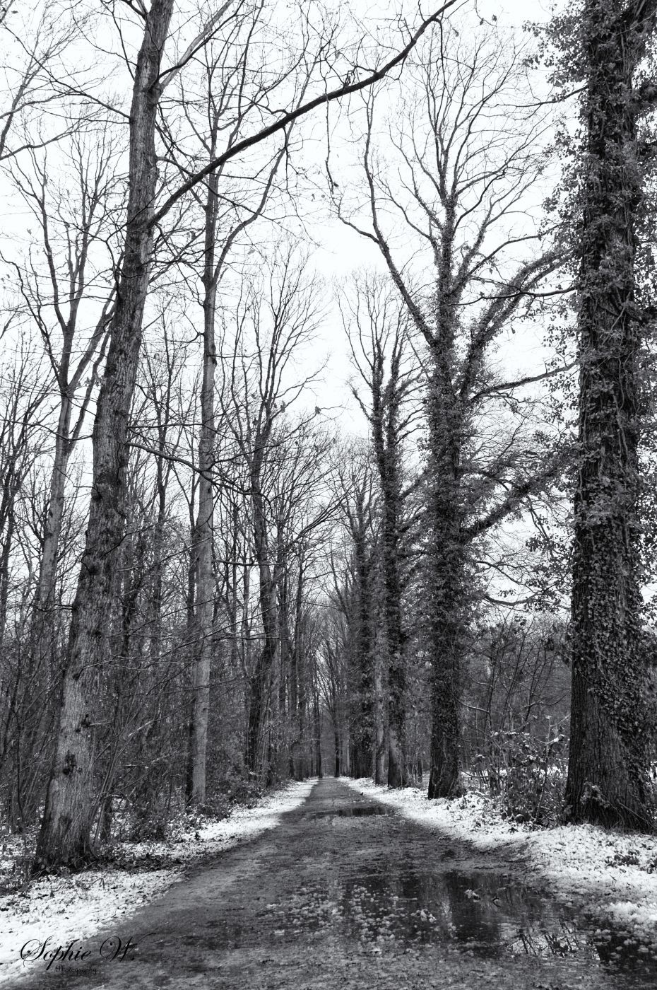 Entrance Buggenhout Bos, Belgium