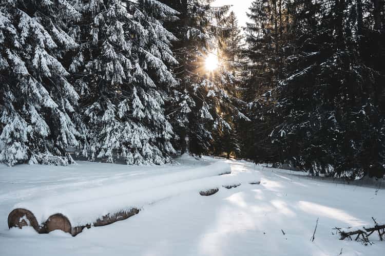 Forest in winter