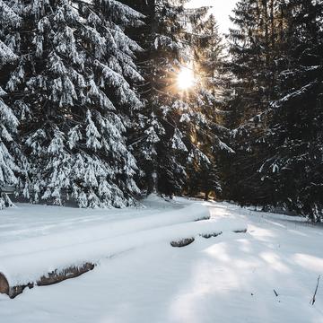 Forest in winter, Switzerland