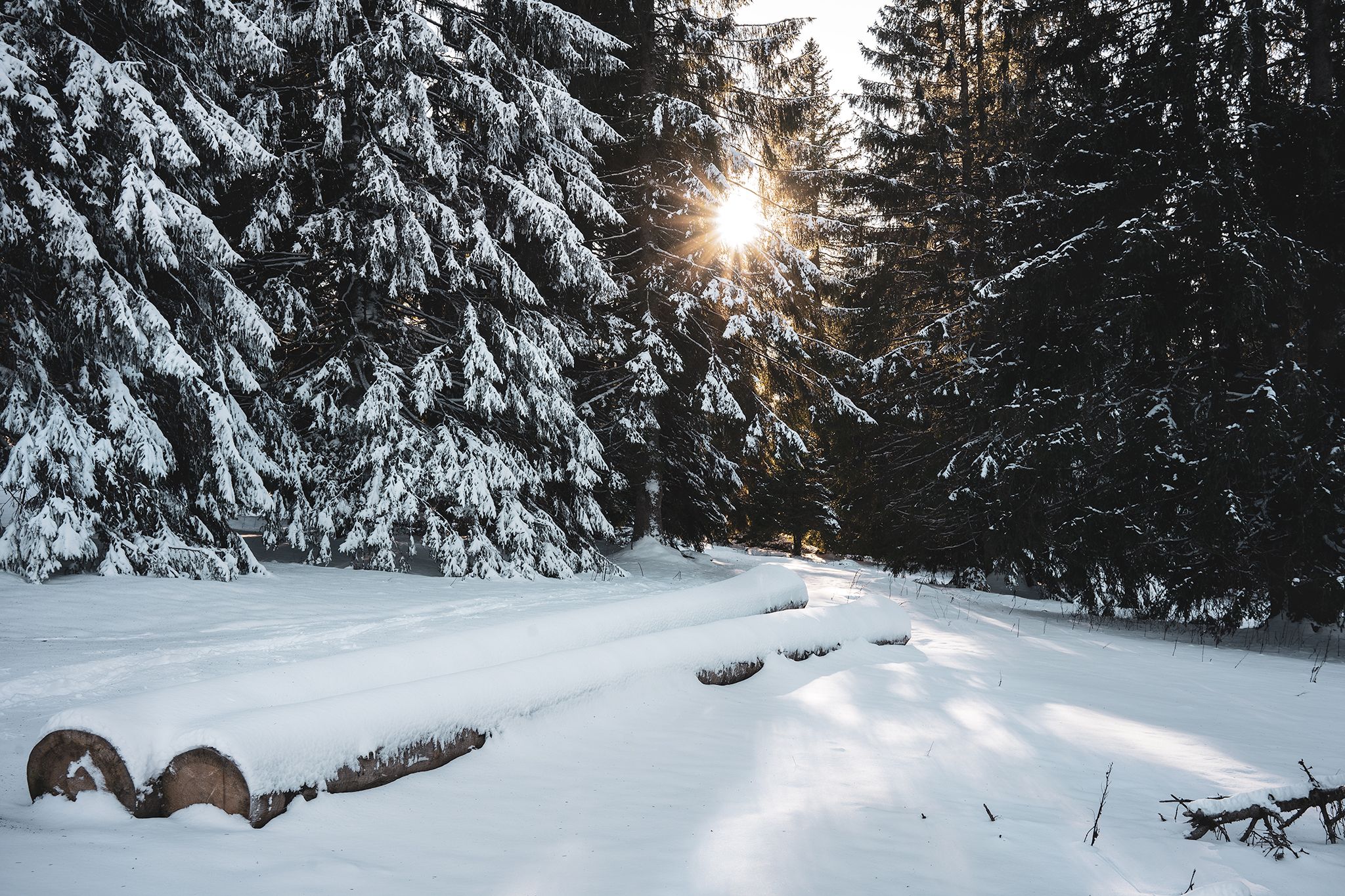 Forest in winter, Switzerland