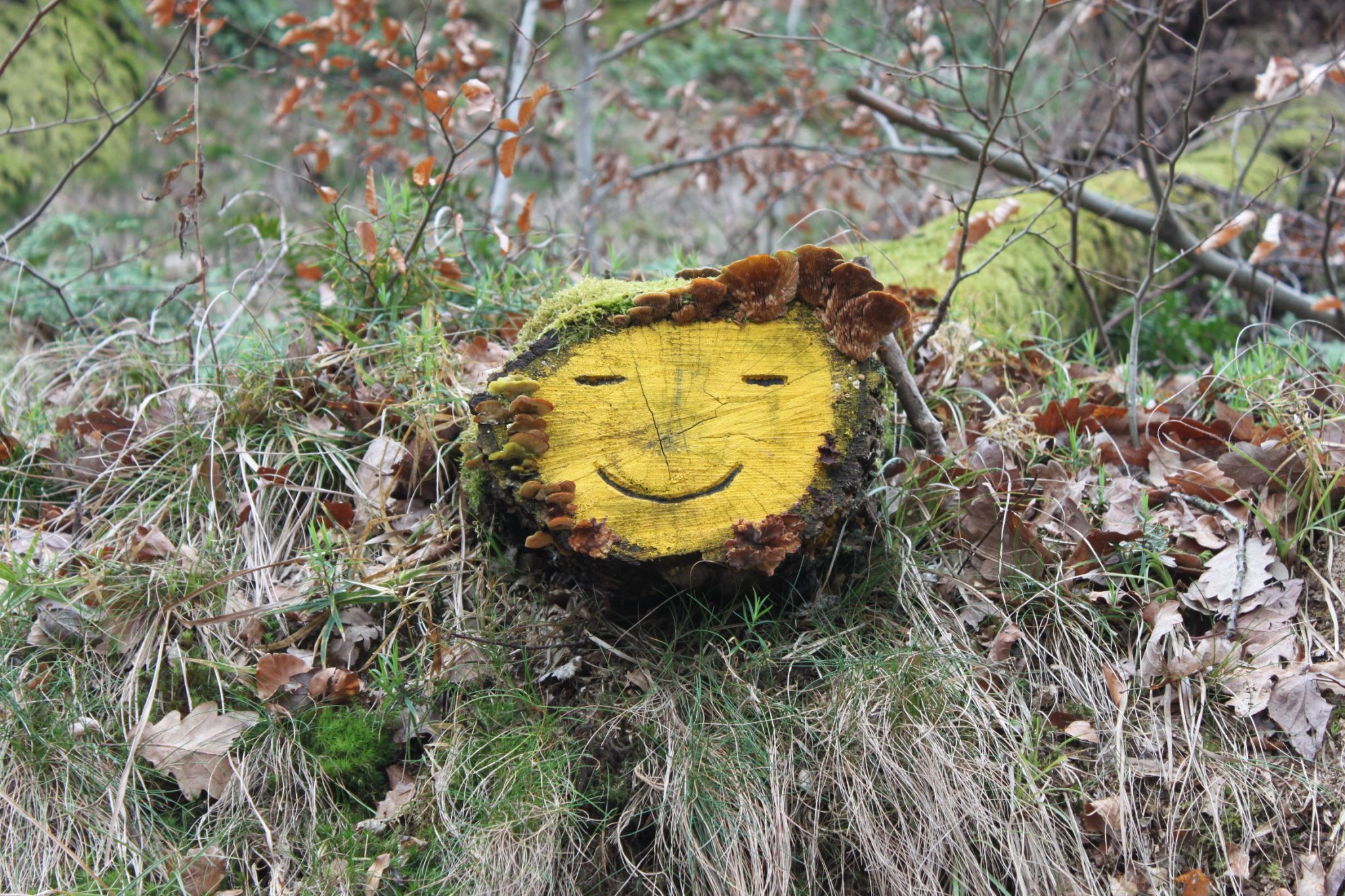 Friendly face in the forest, Eisenach, Germany