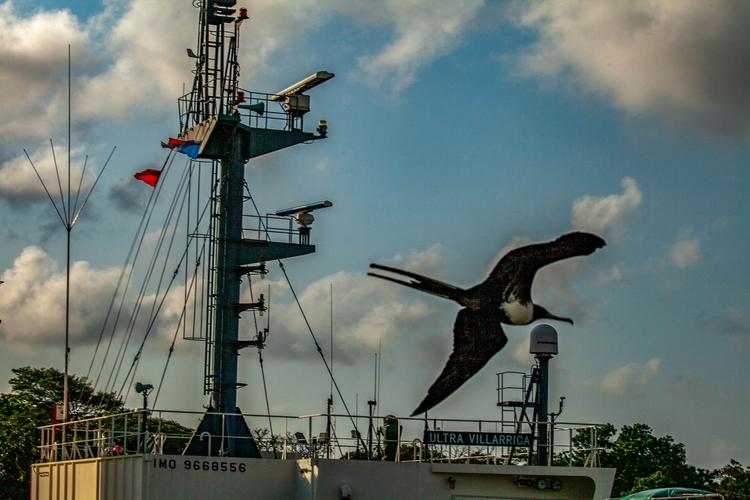 Frigate Bird over ship on the Panama Canal