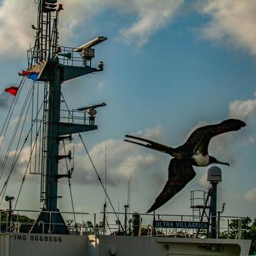 Frigate Bird over ship on the Panama Canal, Panama