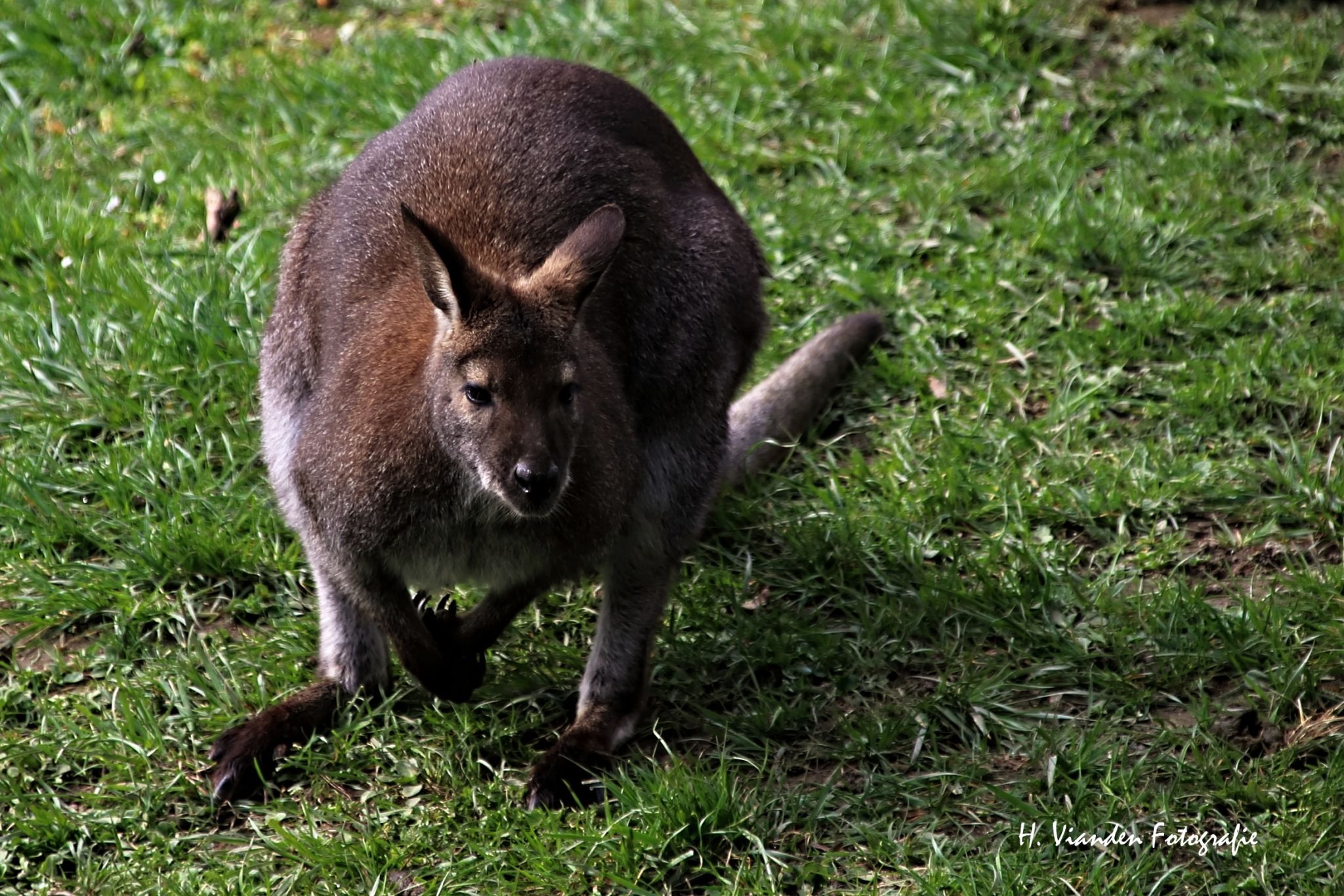 Aachener Zoo - Kangaroo enclosure, Germany
