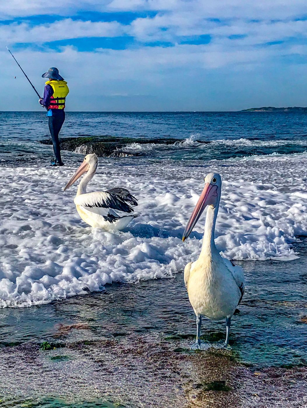 Pelicans & Fisherman Mona Vale Beach Sydney, Australia
