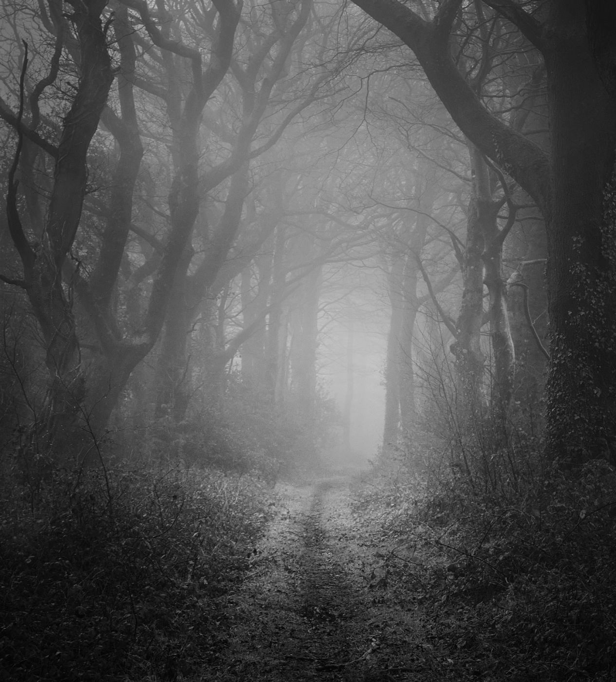 Plymbridge woods, United Kingdom