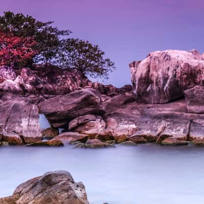 Red Tree, Blue Zebra Island, Lake Malawi., Malawi