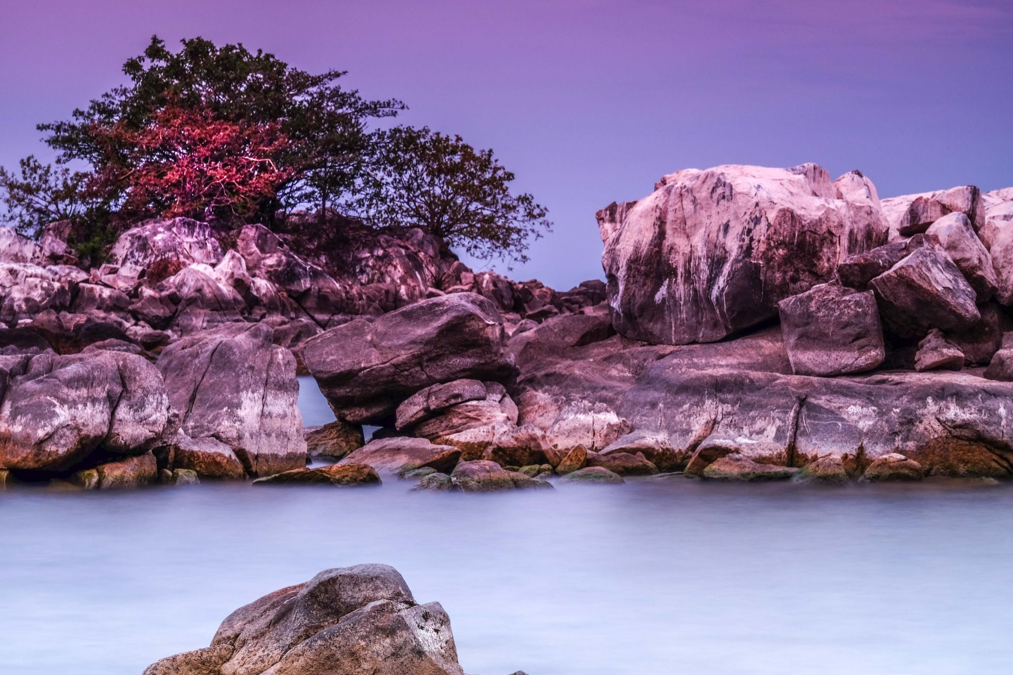 Red Tree, Blue Zebra Island, Lake Malawi., Malawi