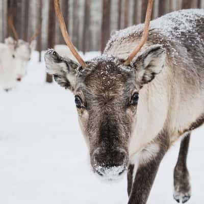 Reindeer Farm Piteå, Sweden, Sweden