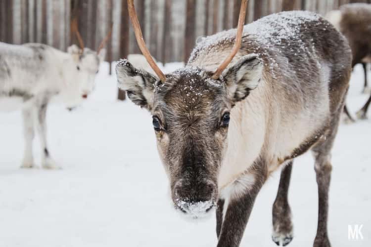 Reindeer Farm Piteå, Sweden