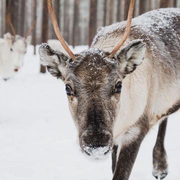 Reindeer Farm Piteå, Sweden, Sweden