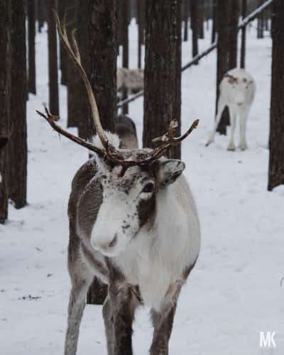 Reindeer Farm Piteå, Sweden