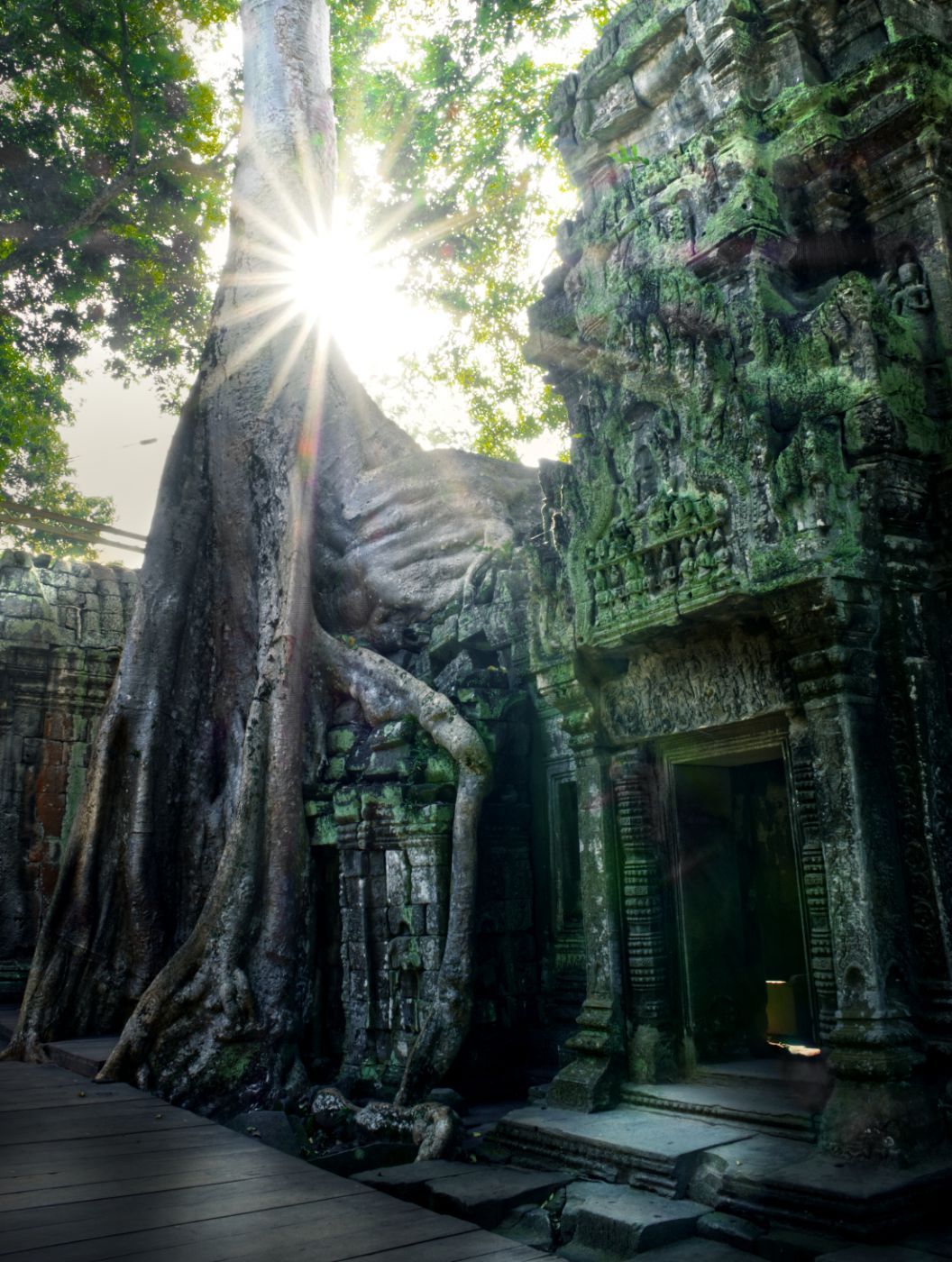 Ta Prohm tree root Temple, Cambodia
