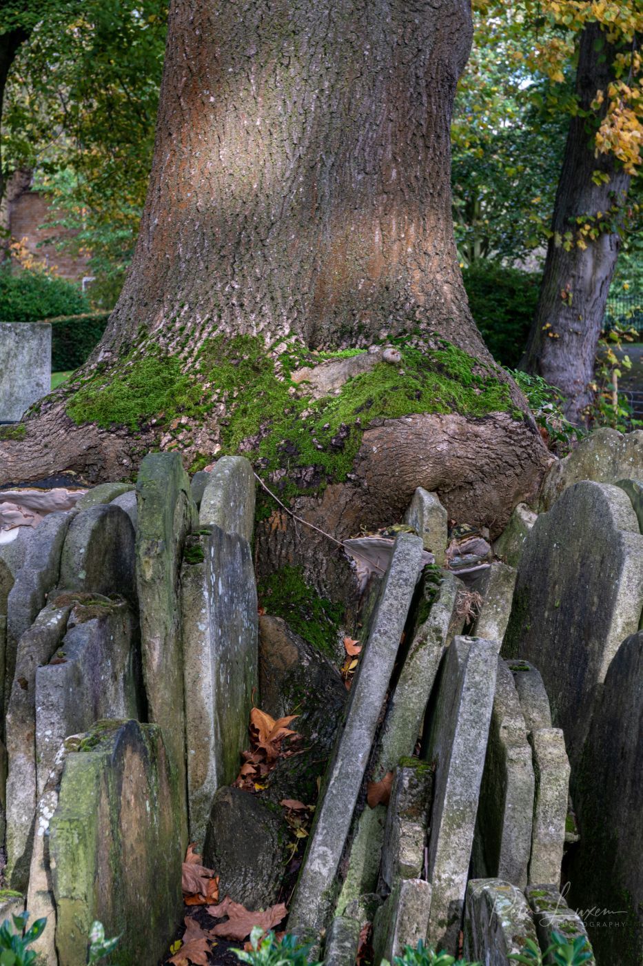The Hardy Tree, United Kingdom