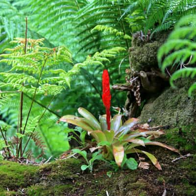 The Lost Gardens Heligan, United Kingdom