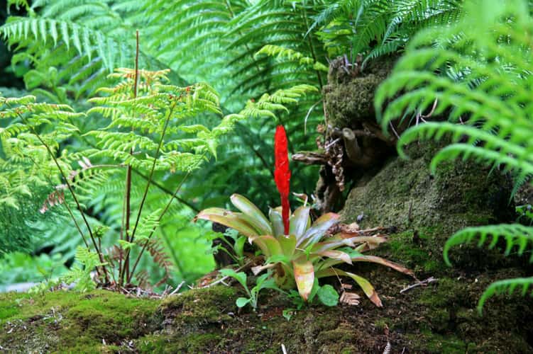 The Lost Gardens Heligan