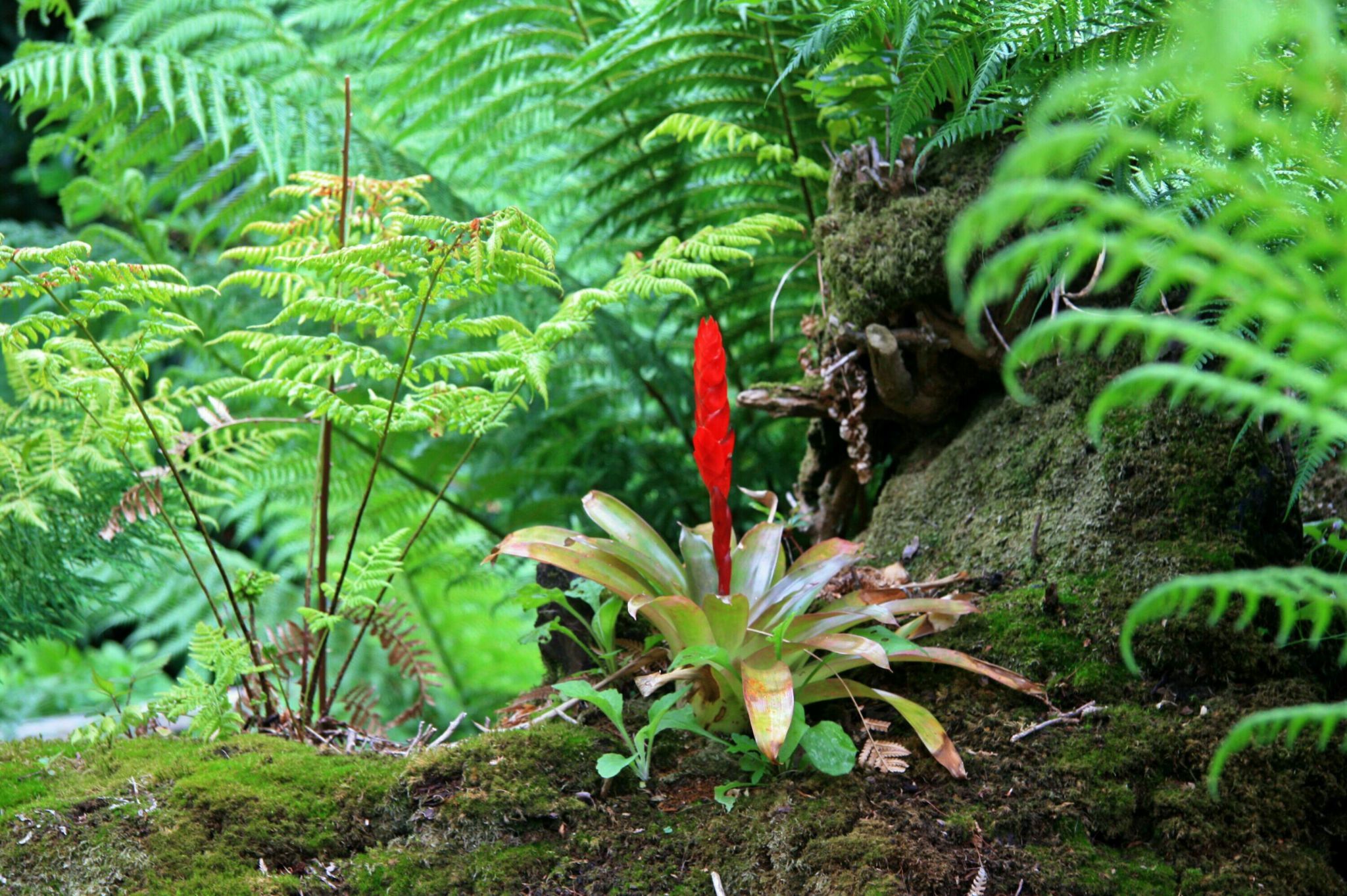 The Lost Gardens Heligan, United Kingdom