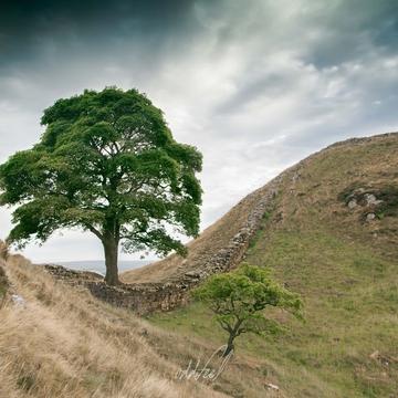 The Sycamore Gap Tree, United Kingdom