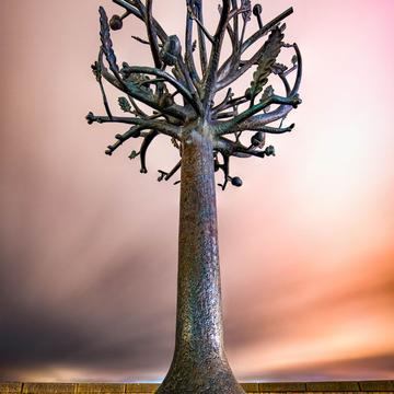 Freedom tree, Jersey