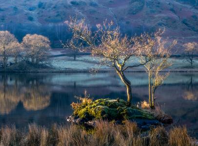 Tree on small island Rydal Water Lake District England