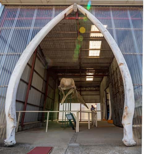 Whale Skeleton whaling Station Albany Western Australia