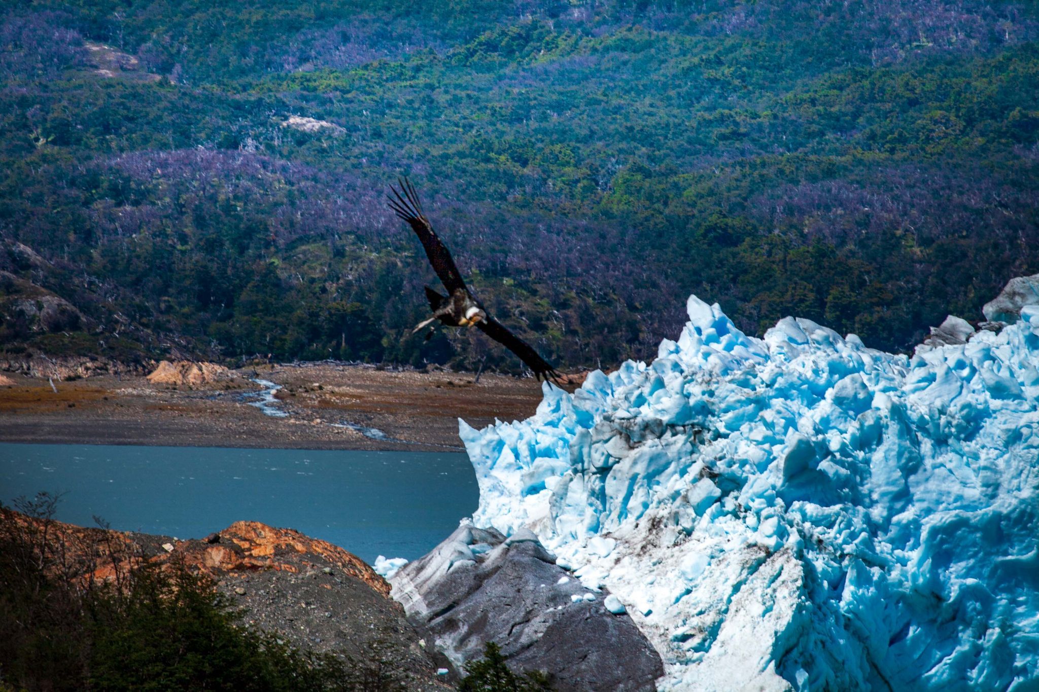 Andean Condor, Perito Moreno Glacier, El Calafate, Argentina