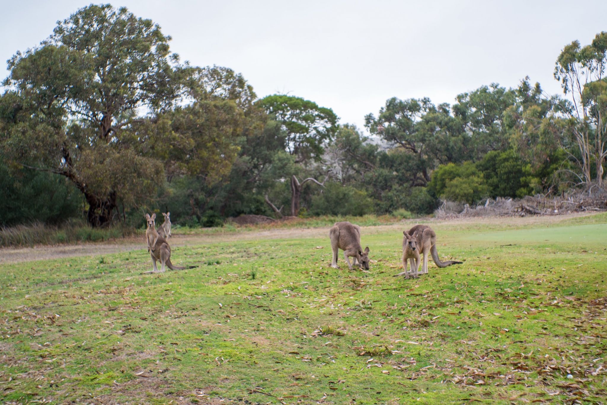 Anglesea Kangaroo Gold Course, Australia