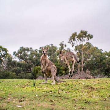 Anglesea Kangaroo Gold Course, Australia