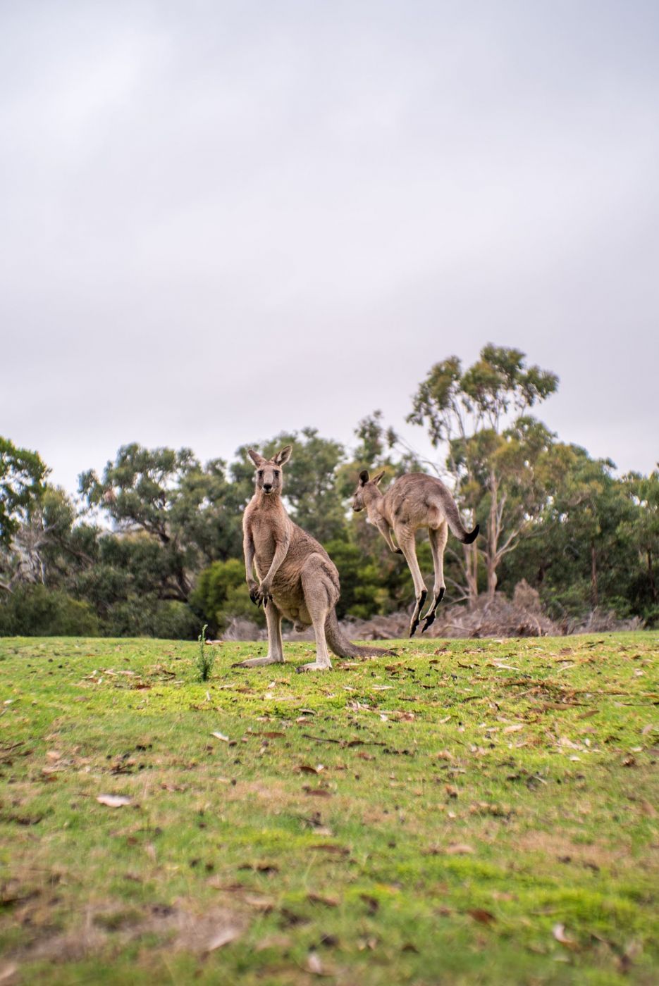 Anglesea Kangaroo Gold Course, Australia