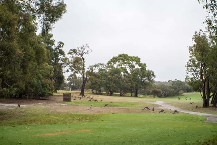 Anglesea Kangaroo Gold Course