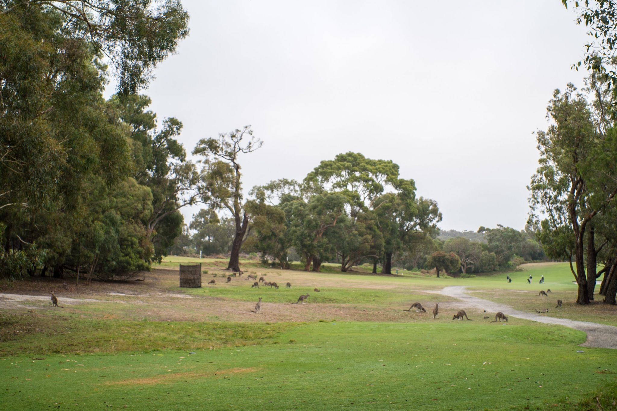 Anglesea Kangaroo Gold Course, Australia