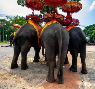 Ayutthaya ancient city elephant rides
