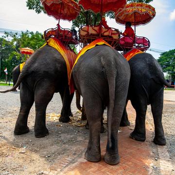 Ayutthaya ancient city elephant rides, Thailand