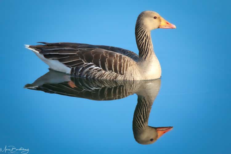Baggerweier Biodiversum Haff Réimech