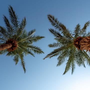 between 2 palm trees, Israel