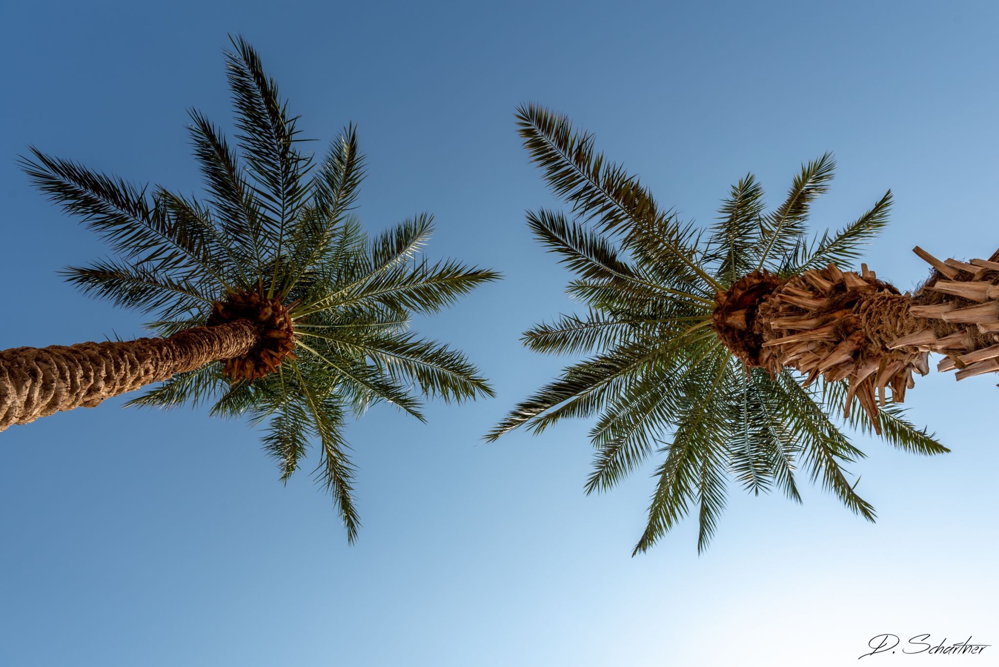 between 2 palm trees, Israel