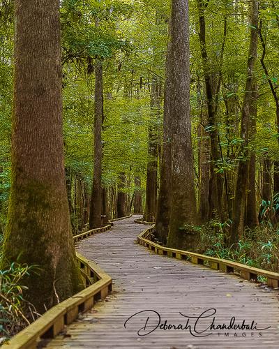 Boardwalk Loop Trail, Congaree National Park, South Carolina