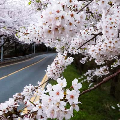 Dalmaji Hill, South Korea