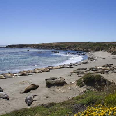 Elepohant Seal Vista Point, USA