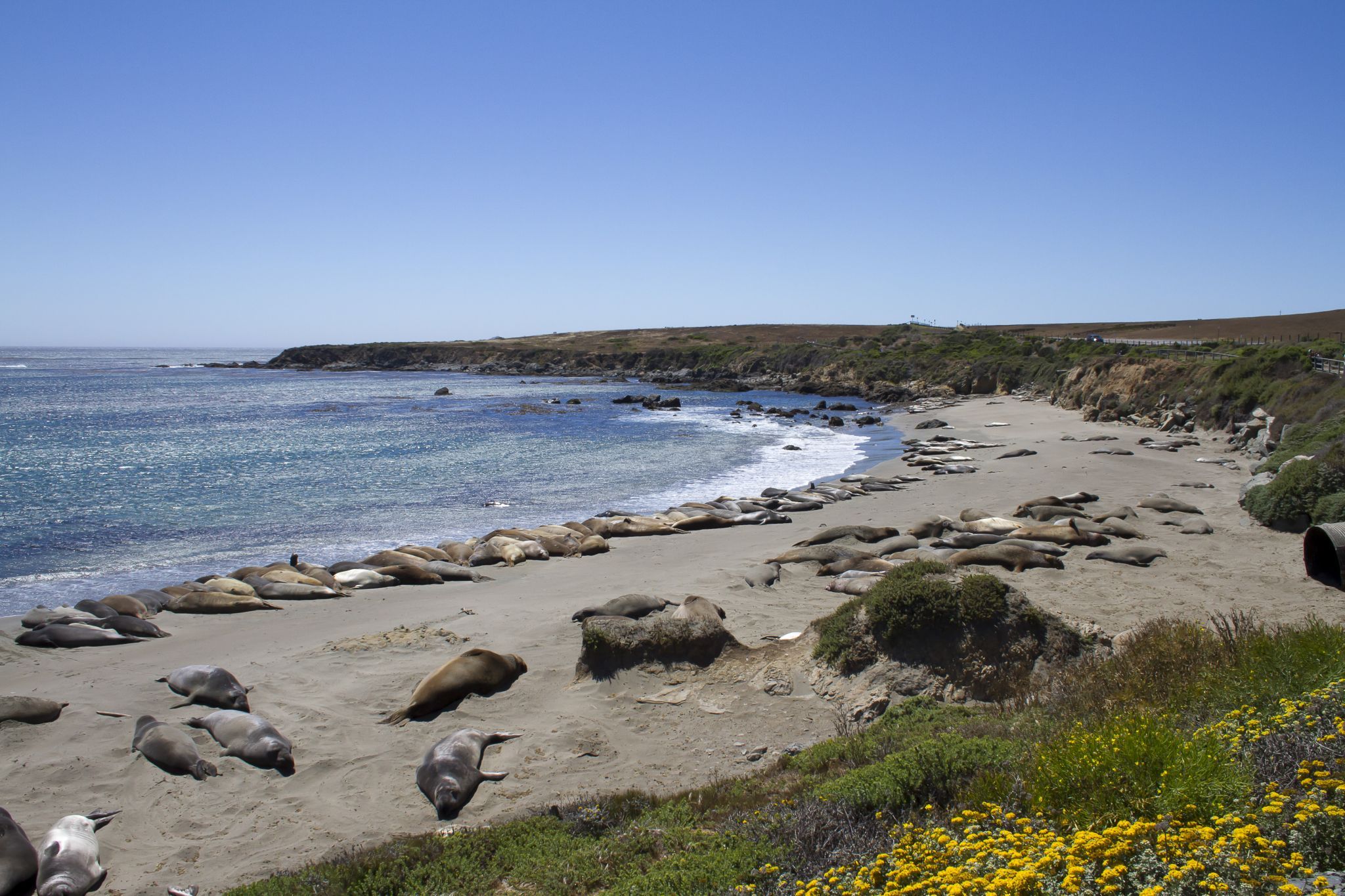 Elepohant Seal Vista Point, USA