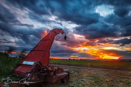Forage Harvester sunset Freemans Reach New South Wales