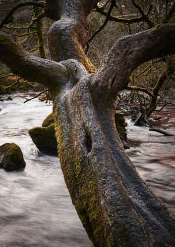 Golitha Falls