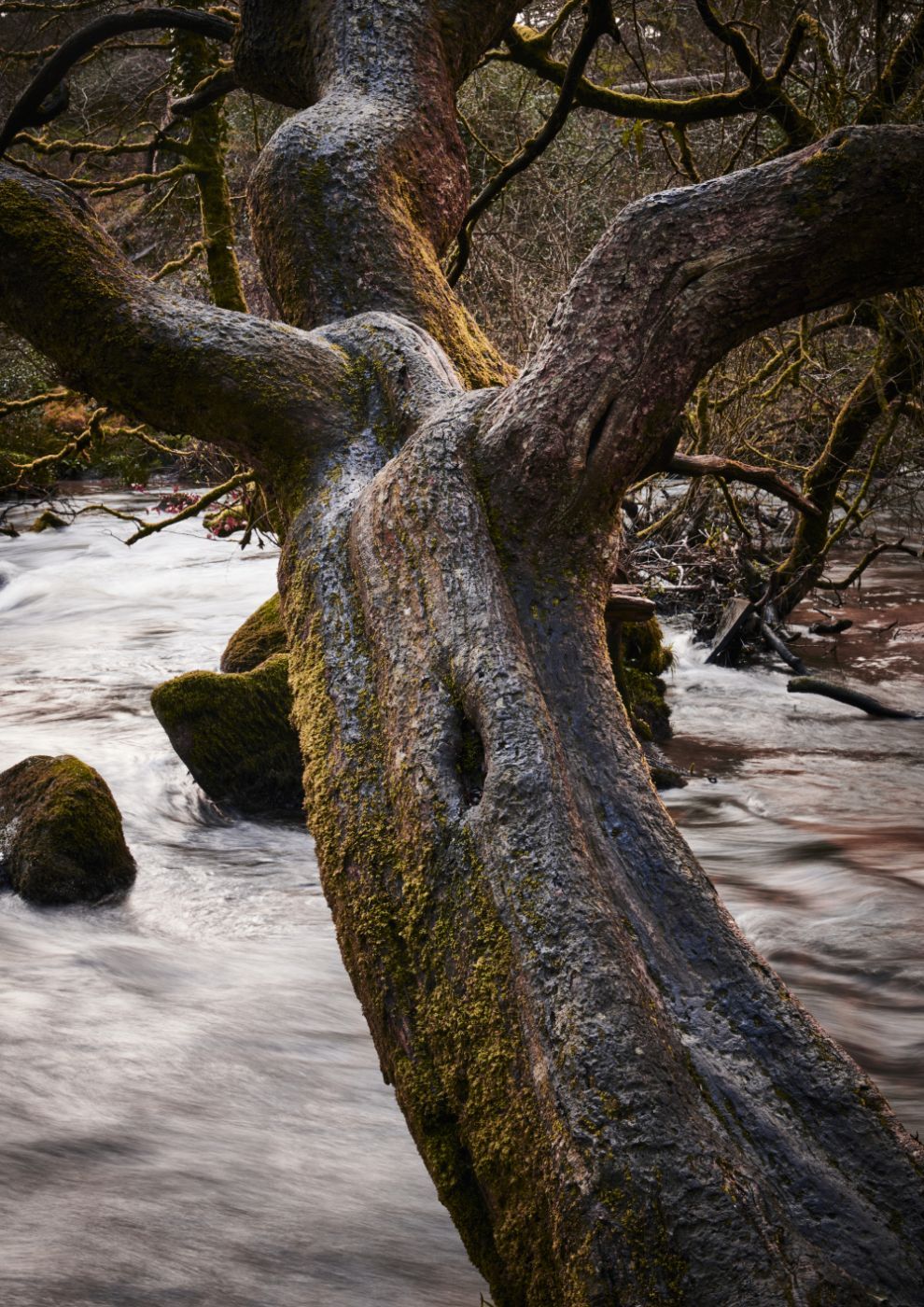 Golitha Falls, United Kingdom