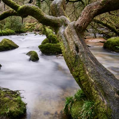 Golitha Falls, United Kingdom