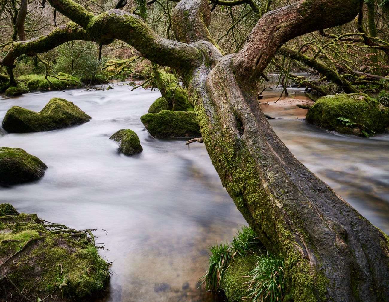 Golitha Falls, United Kingdom