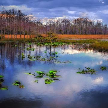 Grassy Waters Preserve, Florida, USA