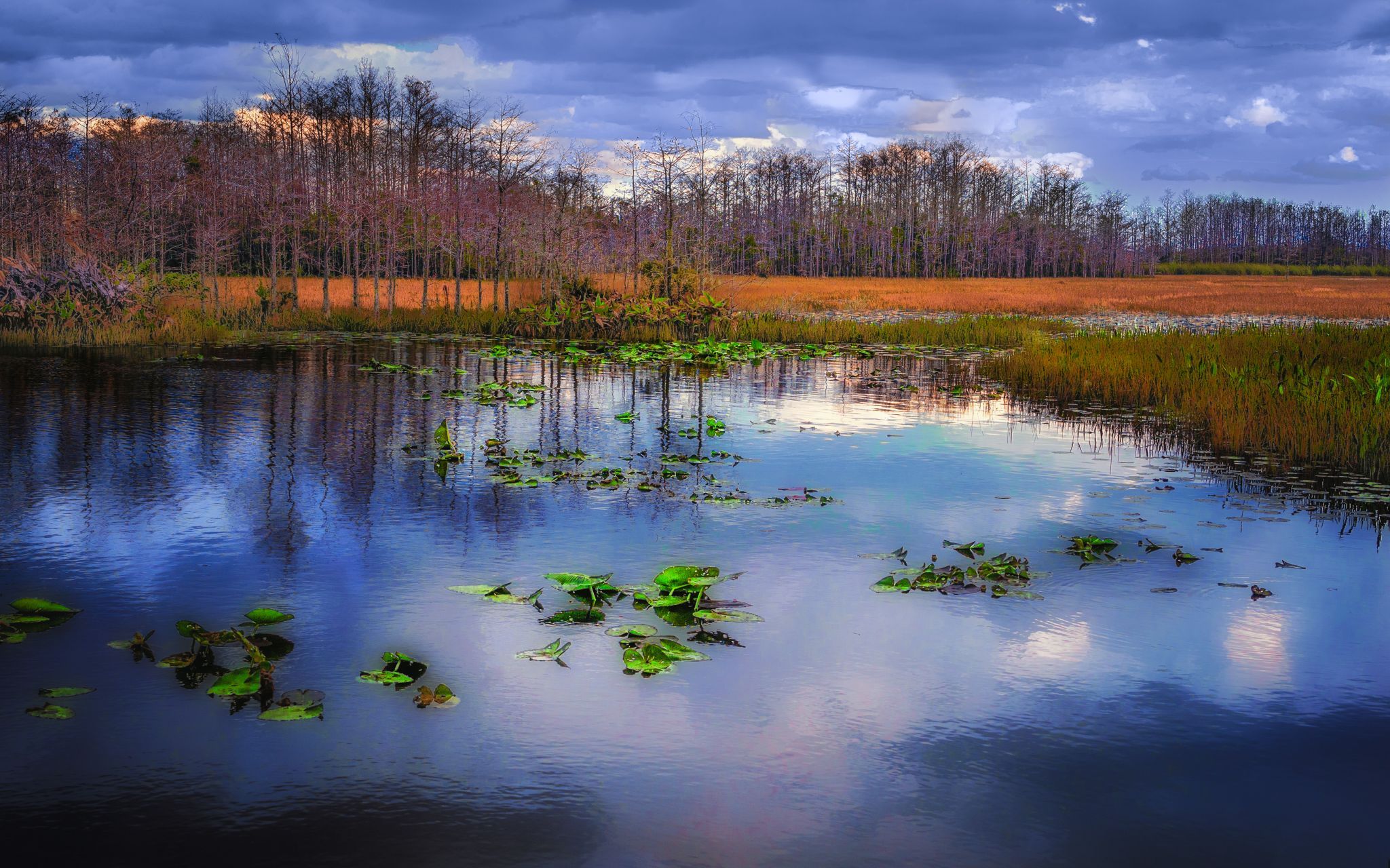Grassy Waters Preserve, Florida, USA