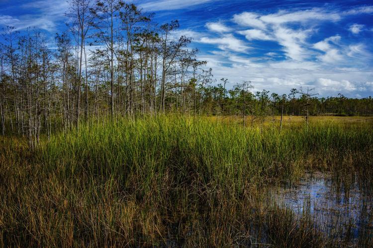 Grassy Waters Preserve, Florida